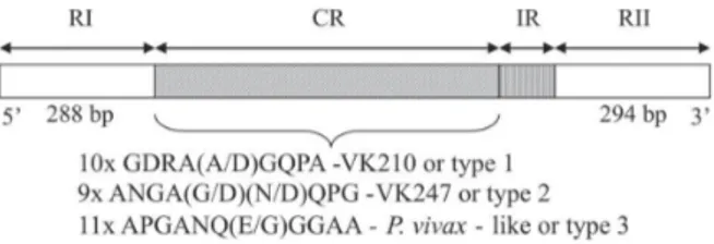 Fig. 1: structure of the Plasmodium vivax CSP gene, with two highly- highly-conserved terminal non-repeat regions (RI and RII); a central repetitive (CR) domain, with a variable number of tandem repeats, and a short IR (insertion region)