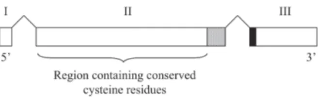 Fig. 2: organization of the Plasmodium vivax vir genes. This representa- representa-tion shows a short first exon (I), a longer second exon containing a transmembrane domain (hatched box or exon II), and the 3-exon structure (open boxes or III)