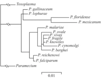 Fig. 3: phylogenetic tree of Plasmodium spp. derived by the maximum likelihood (fastDNAml) method