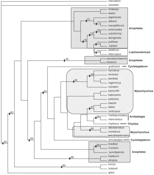 Fig. 2:  strict consensus tree of three topologies generated under the implied weights analysis, using the concavity index K = 1