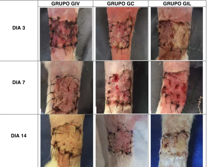 Figura  2.  Fotografias  apresentando  a  evolução  macroscópica  da  cicatrização  de  auto- auto-enxertos  cutâneos  em  coelhos