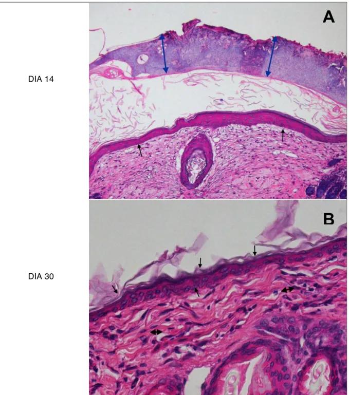 Figura 7. A) Fotomicrografia de um auto-enxerto cutâneo de coelho (GIV) no dia 14 do pós- pós-operatório