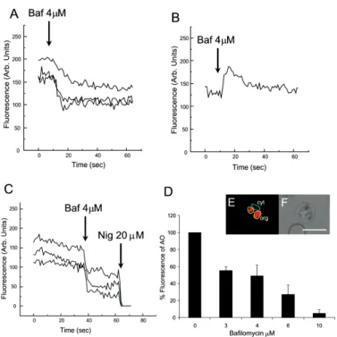Fig. 1: effect of the H +  pump inhibitor bafilomycin on Plasmodium chabaudi within the intact RBC