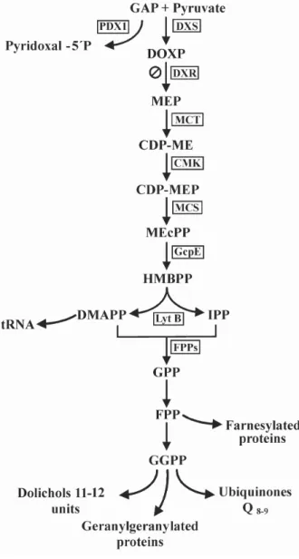 Fig. 1: isoprenoid biosynthesis pathway in Plasmodium falciparum.