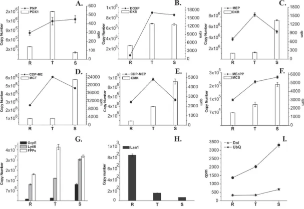 Fig. 2: metabolite and transcript profiles of each analyzed intermediate and its metabolizing enzyme during the intraerythrocytic cycle of Plasmodium falciparum