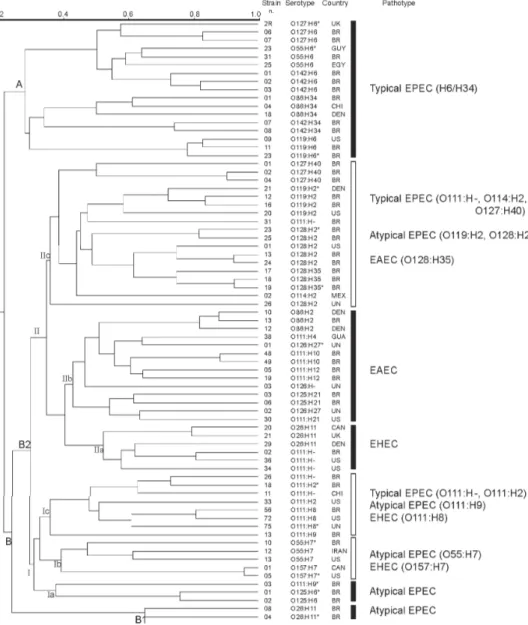 Fig. 1: random amplified polymorphic DNA analysis of 73 diarrheagenic Escherichia coli strains