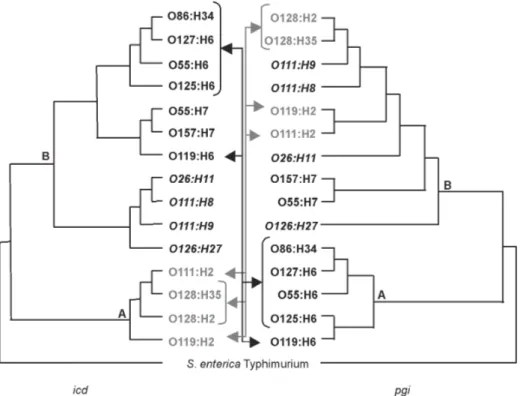 Fig. 2: phylogenetic comparisons of icd and pgi among 15 Escherichia coli strains. Black and gray colors indicate lateral movement of strains (see arrows) between distinct icd and pgi clades (designated A and B)