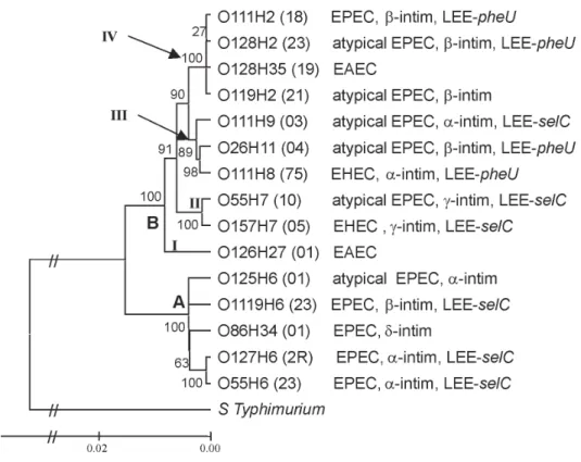 Fig. 4: rooted phylogeny of 15 diarrheagenic Escherichia coli strains. The phylogram was based on a supergene obtained by five genes concatened (icd, mtlD, pgi, mdh, rpoS)