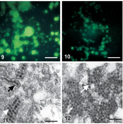 Figs 9-10: detection of DENV-2 antigen in monolayers of C6/36 by immunofluorescence technique