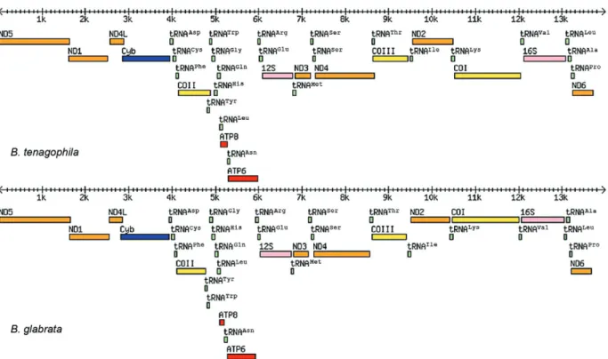 Fig. 1: gene rearrangements in the Biomphalaria tenagophila and Biomphalaria glabrata mitochondrial genomes