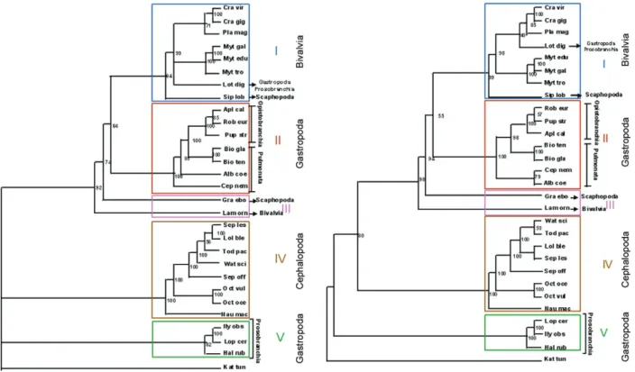 Fig. 2: the phylogeny of the mollusc. The tree was inferred from the  well  aligned  positions  of  the  mitochondrial  protein  sequences   (ex-cluding  ATP8),  using  maximum  parsimony  method
