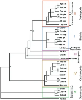 Fig. 4: the phylogeny of the mollusc. The tree was inferred from the  well  aligned  positions  of  the  mitochondrial  protein  sequences   (ex-cluding ATP8), using neighbor-joining method