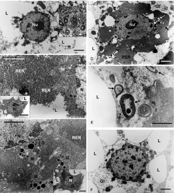 Fig. 5: electron micrographs of fat body of Culex quinquefasciatus. A: typical trophocyte of a 7-days-old non blood-fed female with its cytoplasm  almost entirely occupied by lipid droplets (L)