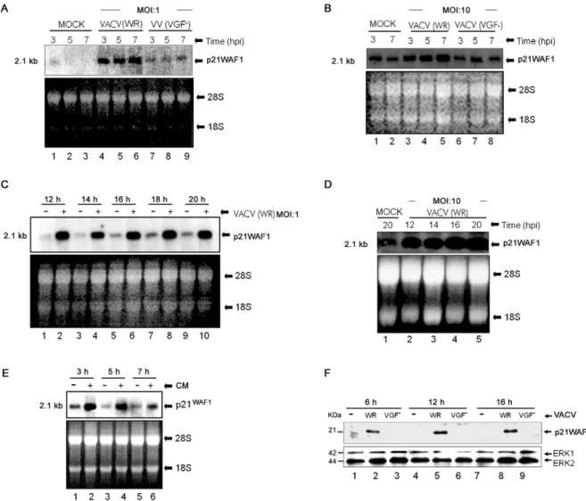Fig. 1: Vaccinia virus (VACV) stimulates p21�AF1/cyclin-dependent kinase-interacting protein (Cip1) expression in A431 cells