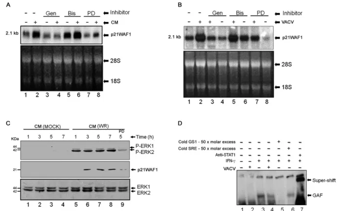 Fig. 2: effects of pharmacological inhibitors on p21�AF1/cyclin-dependent kinase-interacting protein (Cip1) mRNA/protein accumulation in A431  cells