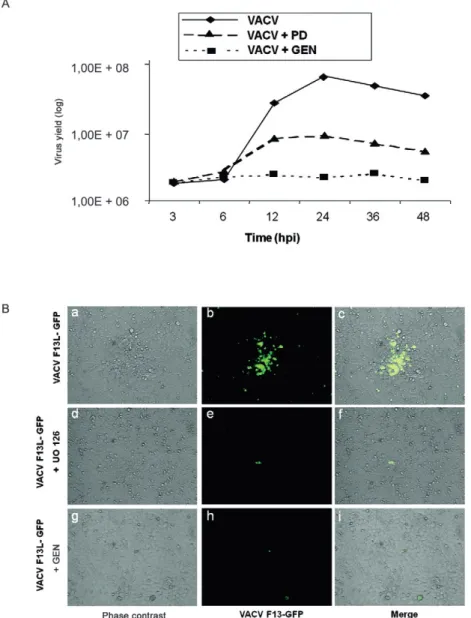Fig. 3: virus-stimulated pathways that cause p21�AF1/cyclin-dependent kinase-interacting protein (Cip1) expression are required for viral multipli- Cip1) expression are required for viral multipli-  expression are required for viral multipli- multipli-cati