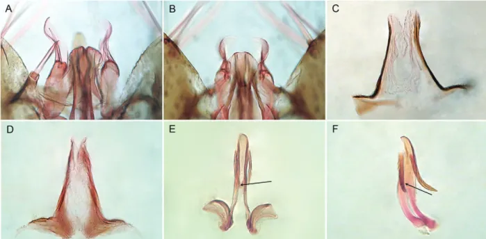 Fig. 1: male genitalia of Anopheles antunesi (A, C, E) and Anopheles pristinus, n. sp