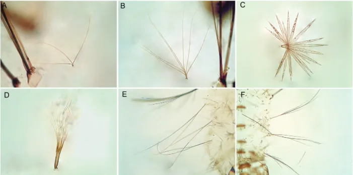 Fig. 3: larval characters of Anopheles antunesi (A, C, E) and Anopheles pristinus, n. sp