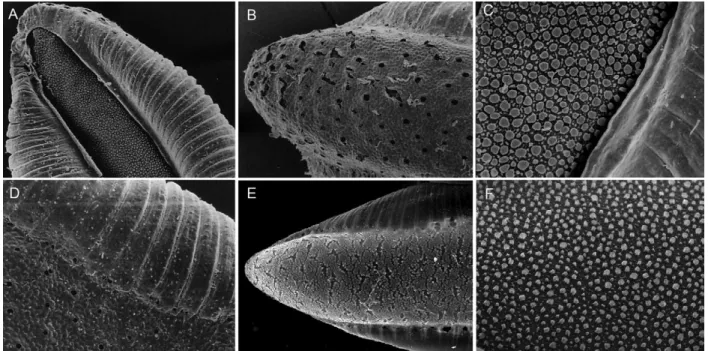 Fig. 4: eggs of Anopheles antunesi (A-D) and Anopheles pristinus, n. sp. (E, F) from Southern Brazil