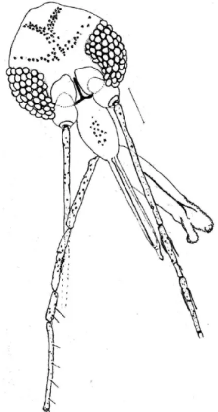 Fig. 1: Martinsmyia reginae sp. nov. (paratype male). Head, frontal 