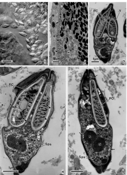 Figs 1-5: Myxobolus sciades n. sp. parasite of the freshwater Brazilian fish Sciades herzbergii