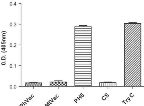 Fig. 3: evaluation of proteolytic activity using BApNA as substrate. 