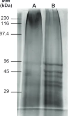 Fig. 4: electrophoresis in 10% polyacrilamide gel silver stained using  merthiolated and phenolated candidate vaccines