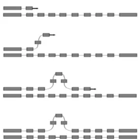 Fig. 2: a strand-slippage event in a repetitive sequence during mitotic  DNA replication