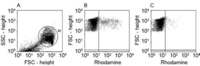 Fig.  1:  flow  cytometry  analysis  of  in  vitro  inhibition  of  Plasmodium  falciparum growth by rhodamine 123 staining