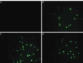 Fig. 2: immunofluorescence on asexual Plasmodium falciparum para- para-sites (PSS1 strain)