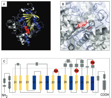 Fig. 1: Aedes aegypti AAEL005112 carboxylesterase gene. A: predicted secondary structure, alpha helices, beta strands and coils represented by  helical ribbons, arrows and ropes respectively, carboxyl-terminal (C) and amino-terminal ends of the molecule (N