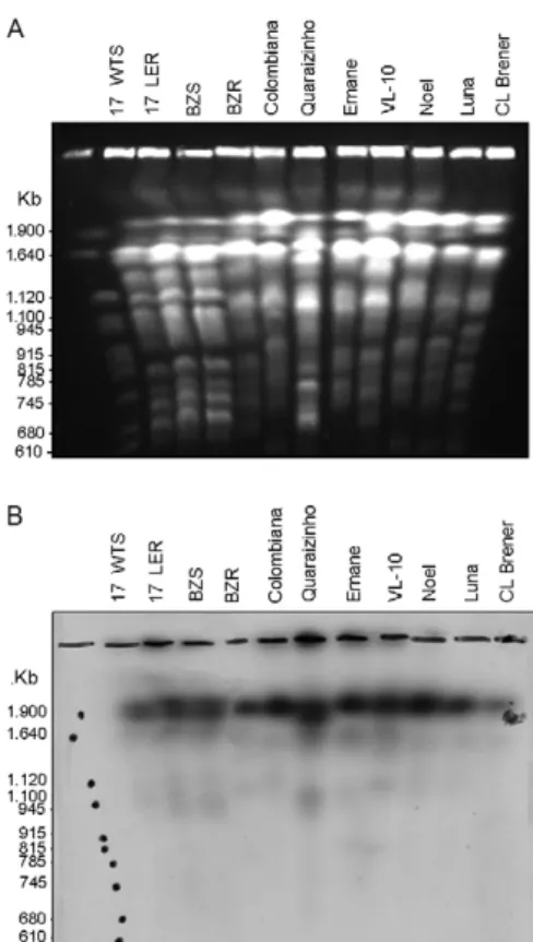 Fig.  1:  neighbour-joining  phylogenetic  tree  based  on  sequences  of  ascorbate peroxidase of Trypanosoma cruzi and other organisms with  a high degree of similarity
