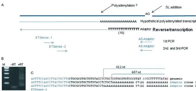 Fig. 1: detection of a polyadenylated external transcribed spacer (ETS) molecule. A: semi-nested reverse transcription-polymerase chain reaction  (RT-PCR) strategy used to detect polyadenylated molecules (RT with oligodT (16)/adaptor primer, a subsequent r