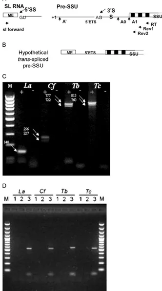 Fig.  2:  polymerase  chain  reaction  (PCR)  detection  of  trans-spliced  precursor  ribosomal  RNA  (pre-rRNA)