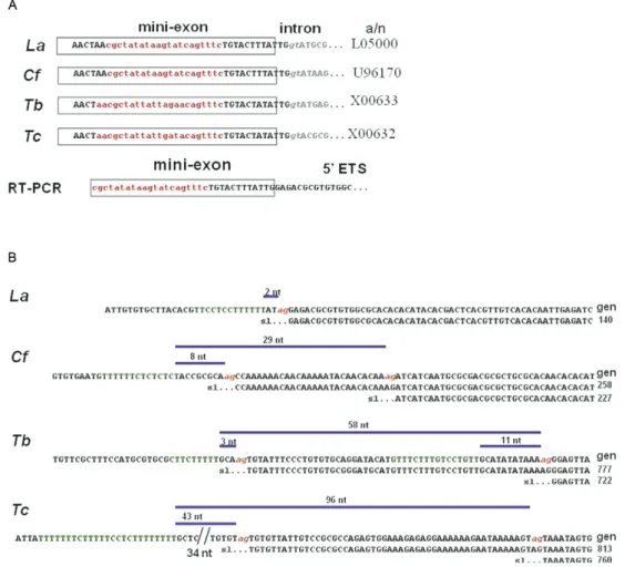 Fig.  3:  species-specific  spliced  leader  (SL)  sequences  and  mapping  trans-splicing  signalling  points