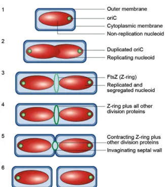 Fig.  1:  schematic  view  of  the  division  process  of  a  bacterium  where  the nucleoid (in red) and the point of replication origin (oriC, spherical  body in green) move towards the cell poles as soon as the chromosome  replicates