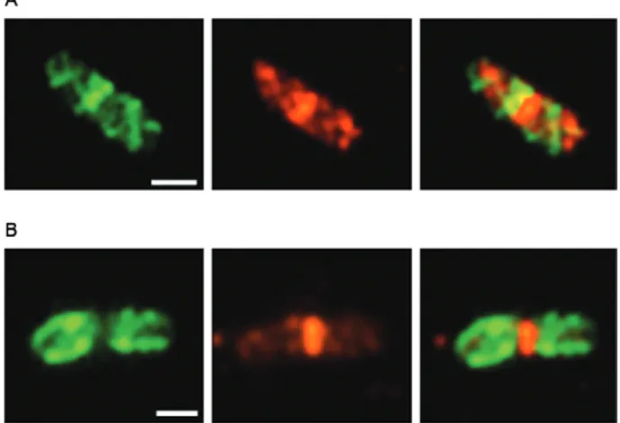 Fig. 4: immunolocalisation of FtsZ (in red) and MreB (in green) in Es- Es-cherichia coli (A, B) showing the MreB splitting during the cell cycle  in association with FstZ