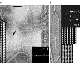 Fig.  5: transmission  electron  microscopy  of  negatively  stained  sam- sam-ples of MreB filaments of Thermotoga maritima with the  correspond-ing diffraction images (insets in A, B) showcorrespond-ing the first strong layer  line  at  51  Å