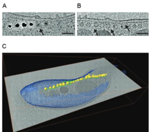 Fig. 8: visualization of filamentous structures small arrows in A and  B flanking the magnetosomes as shown in cells grown in the presence  (A) and absence of iron (B), a situation in which the magnetite  crys-tals are not formed