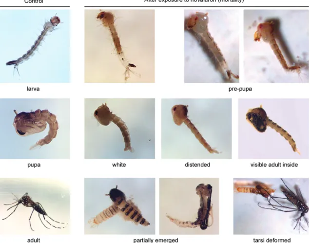Fig. 4: morphological aspect of Aedes aegypti specimens after exposure to novaluron. The left panel shows control larvae, pupa and adults,  while at the right side the chitin synthesis inhibitor exposed larva, pupa or mosquitoes are shown