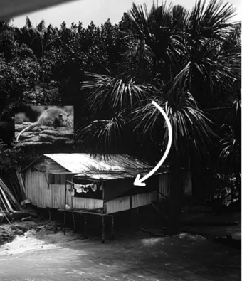 Fig. 2: palm trees habitat of triatomines and opossum infected with  Trypanosoma cruzi invading huts in the Amazon Region.