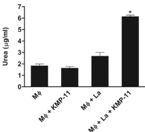 Fig. 6: Leishmania amazonensis (LA)-infected peritoneal macrophag- macrophag-es (Mφ) from BALB/c mice prmacrophag-esent increased arginase activity after  treatment  with  kinetoplastid  membrane  protein-11  (KMP-11)