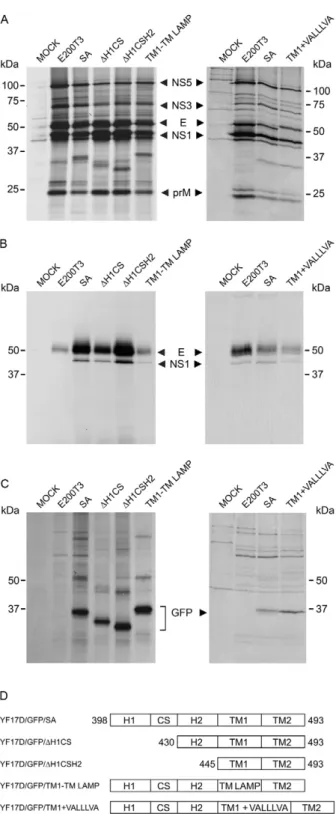 Fig.  4:  detection  of  green  fluorescent  protein  (GFP)  expression  af- af-ter  infection  of  Vero  cells  with  recombinant  yellow  fever  (YF)  17D  viruses