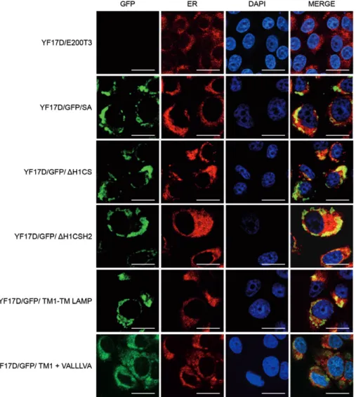 Fig. 6: co-localisation of recombinant green fluorescent protein (GFP) with endoplasmic reticulum (ER) in Vero cells infected expressed by re- re-combinant yellow fever (YF) 17D viruses