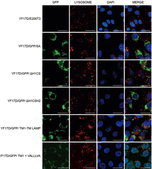 Fig. 8: lysosome stained at infected cells. Vero cells 72 h infected with recombinant viruses expressing the green fluorescent protein (GFP) (green)  were labelled with LysoTracker (red)