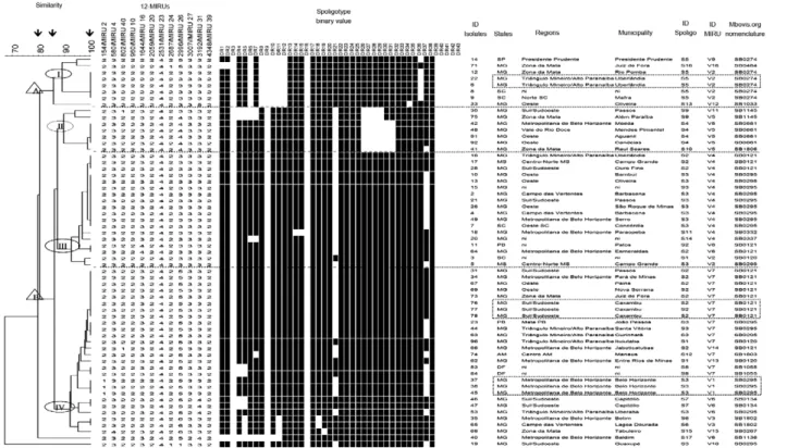 Fig. 2: the dendrogram was constructed based on simultaneous analysis of spoligotypes and MIRU-VNTR genotypes using the categorical index  and unweighted pair-grouping method analysis algorithm