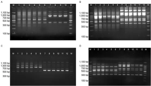 Fig. 4: random amplified polymorphic DNA (RAPD) profiles of the cell line from Culex quinquefasciatus (A) compared with RAPD profiles  from Cx