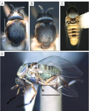 Fig. 1: Simulium virescens sp. nov. (Diptera: Simuliidae) female. A: 