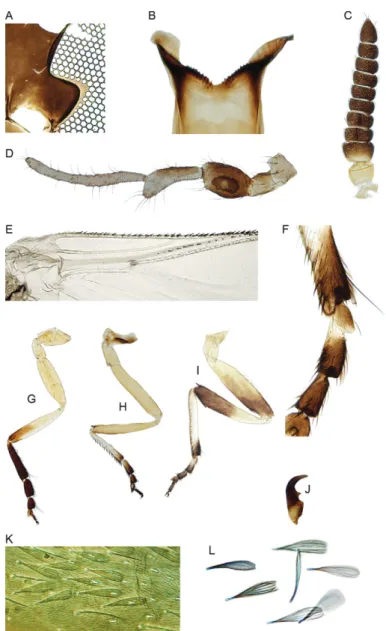 Fig. 2: Simulium virescens sp. nov. (Diptera: Simuliidae) female. A: fronto-ocular triangle; B: cibarium; C: antenna; D: maxillary palp; E: base  of wing; F: basitarsus and tarsus, showing the calcipala and pedisulcus; G: fore leg; H: middle leg; I: hind l