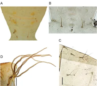 Fig. 7: Simulium virescens sp. nov. (Diptera: Simuliidae) pupae. A: pu- pu-pal habitus, lateral view; B: pupu-pal habitus, dorsal view (Bar = 1.0 mm).